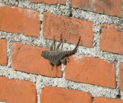 Sceloporus torquatus