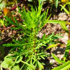 Artemisia biennis