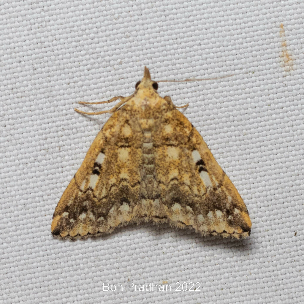 Herminia duplicinota