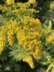 Solidago