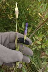 Gentianopsis barbata