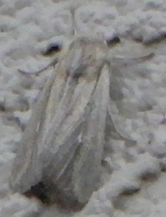 Mythimna unipuncta