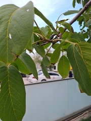Juglans regia