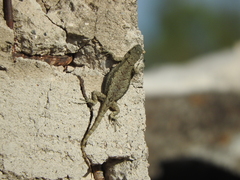 Sceloporus grammicus