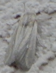 Mythimna unipuncta