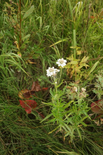 Acuminate yarrow (Achillea acuminata)