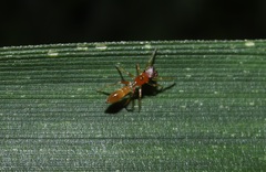 Myrmarachne elongata