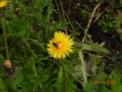 Sericomyia chalcopyga