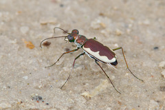 Eunota circumpicta
