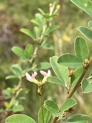 Lespedeza hirta