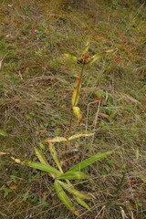 Gentiana macrophylla