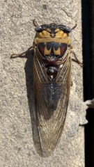Megatibicen pronotalis