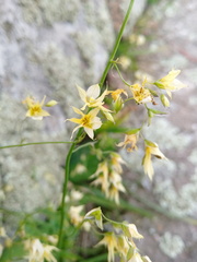 Melasphaerula graminea