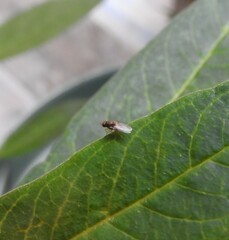 Milichiidae