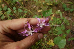 Dianthus superbus