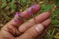 Dianthus superbus