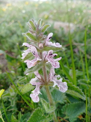 Stachys