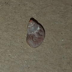 Tricolia