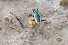 Eunota circumpicta