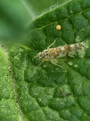 Eupteryx