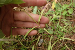 Dianthus superbus