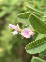 Lespedeza hirta