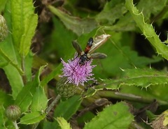 Eriothrix rufomaculata