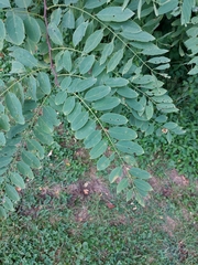 Robinia pseudoacacia