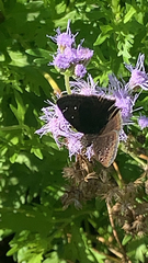 Pyrginae