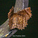 Mimochroa albifrons - Photo (c) Bon Pradhan, algunos derechos reservados (CC BY-NC), subido por Bon Pradhan
