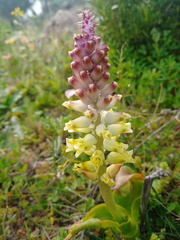 Lachenalia pallida