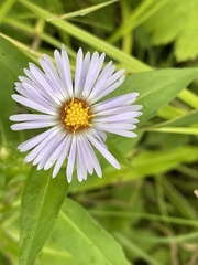 Symphyotrichum puniceum
