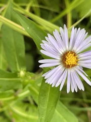 Symphyotrichum puniceum