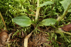 Goodyera repens