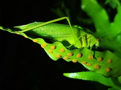 Rectimarginalis fuscospinosa