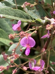 Desmodium canadense