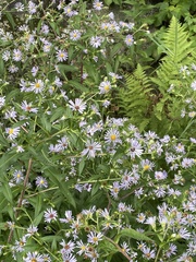 Symphyotrichum puniceum