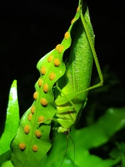 Rectimarginalis fuscospinosa