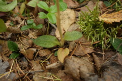 Goodyera repens