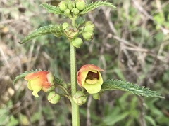 Scrophularia sambucifolia