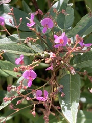 Desmodium canadense