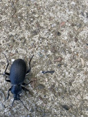 Carabus coriaceus