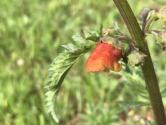 Scrophularia sambucifolia