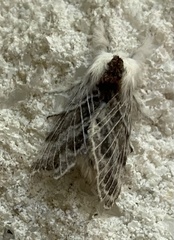 Tolype velleda