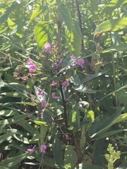 Desmodium canadense