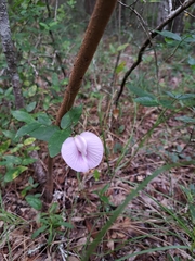 Centrosema arenicola