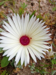 Cleretum bellidiforme