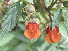 Scrophularia sambucifolia