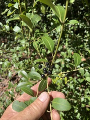 Ilex coriacea