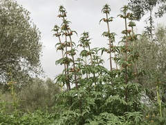 Scrophularia sambucifolia